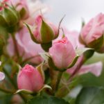 “小明来看看最新发布的精彩内容与活动” d8n2zzsj